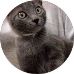 Profile photo of Elisabeth Vu