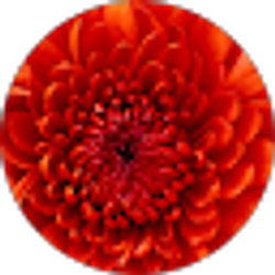 Profile photo of Stardrae Ruffin