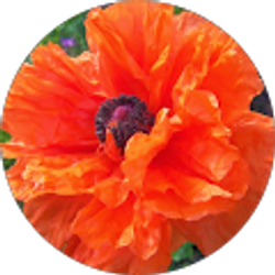 Profile photo of Angela D'Avella