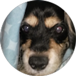 Profile photo of Alina Glon