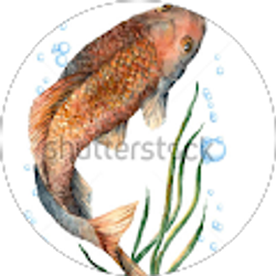 Profile photo of Chef