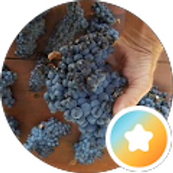 Profile photo of Troy Adamson