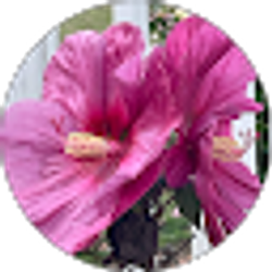 Profile photo of Susan Wright