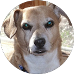 Profile photo of Rebecca Cook