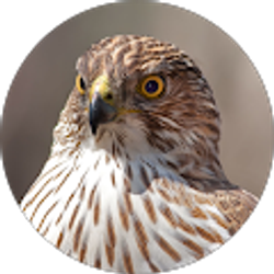 Profile photo of Alex Hawk