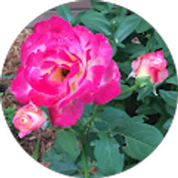 Profile photo of Anne Perdue