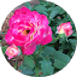 Profile photo of Anne Perdue