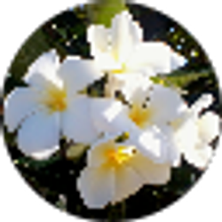 Profile photo of Mina Chun
