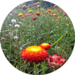 Profile photo of Therese Tarnoff