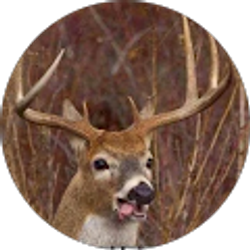 Profile photo of Eddie Young