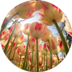 Profile photo of naloredo