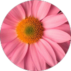 Profile photo of Kelly Morin