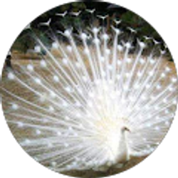 Profile photo of Flora Childress