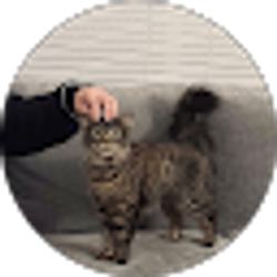Profile photo of Hung Vi