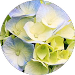 Profile photo of Maisa Le