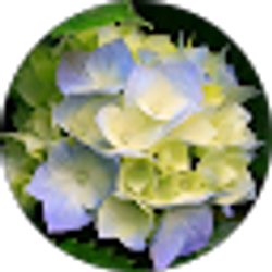 Profile photo of Chris Asonye