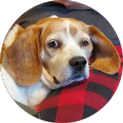 Profile photo of Dragonsoul1162