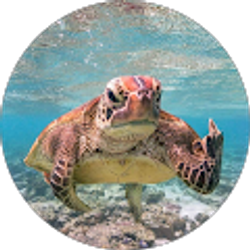 Profile photo of Dorian Taylor