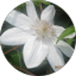 Profile photo of Sara