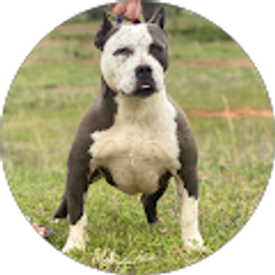 Profile photo of OKBigStar Kennels