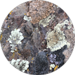 Profile photo of Miriam Åkervall