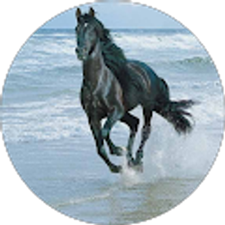 Profile photo of Tony Lau