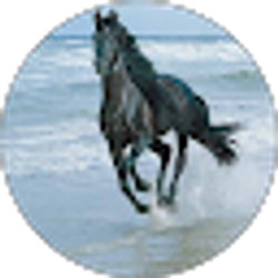 Profile photo of Tony Lau