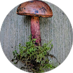 Profile photo of Kaitlin Dobrowsky