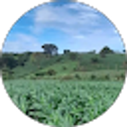 Profile photo of Chilillo 20@gmail.com Majano