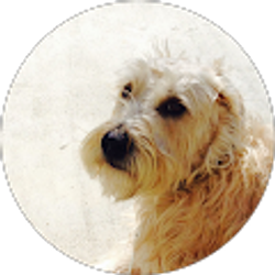 Profile photo of Dane Gorman