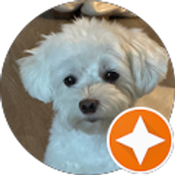 Profile photo of Angie Han