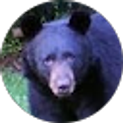 Profile photo of jc za