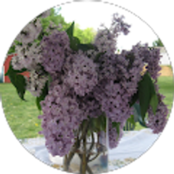 Profile photo of Donna Gerber