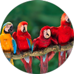 Profile photo of Azniv Kelian