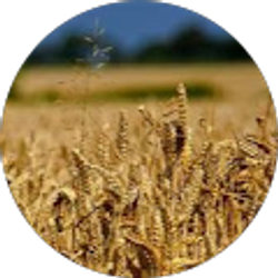 Profile photo of MajorWheat