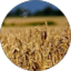 Profile photo of MajorWheat