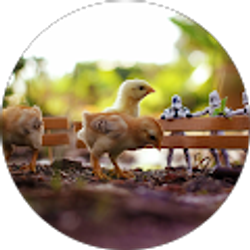 Profile photo of sammy ahferom