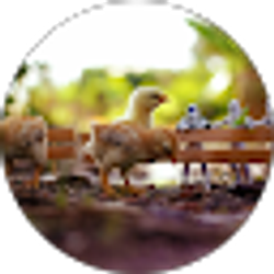 Profile photo of sammy ahferom