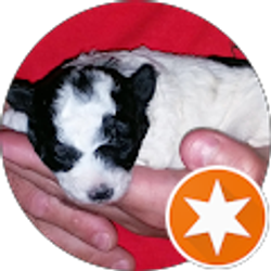 Profile photo of Pre Doggg (Predoggg)