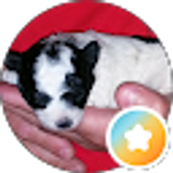 Profile photo of Pre Doggg (Predoggg)