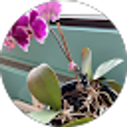 Profile photo of Zenaida Huff