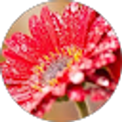 Profile photo of Emily Whipple