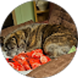 Profile photo of Pamela Schumacher