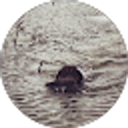 Profile photo of Ant R