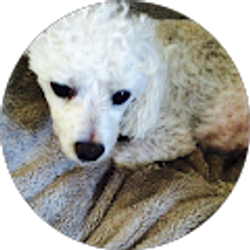 Profile photo of Sandy Reyes