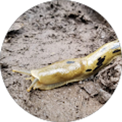 Profile photo of Sam Slater