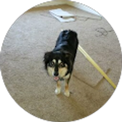 Profile photo of Sebastian Mekkadath