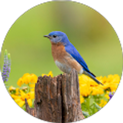 Profile photo of Laurie Peterson