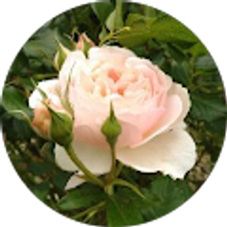 Profile photo of C Citrus