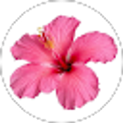 Profile photo of Isabela Hernandez